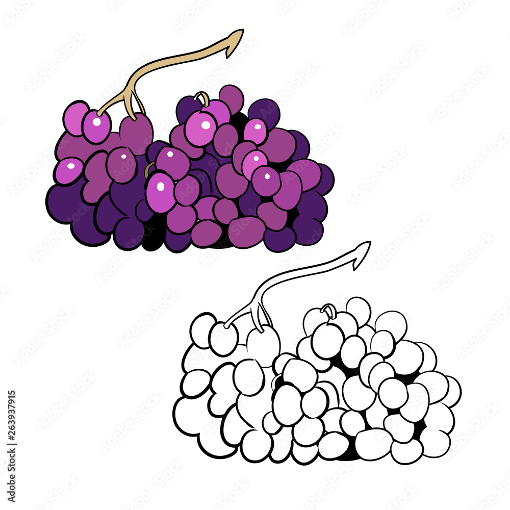 Fototapeta premium Vector drawing, coloring book, bunch of grapes