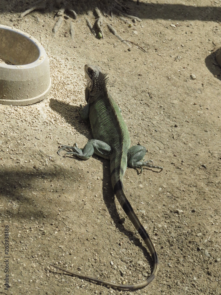 Fototapeta premium lizard