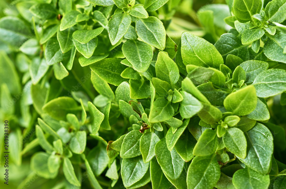 Young fresh green basil with small leaves close-up Young fresh green basil with small leaves close-up
