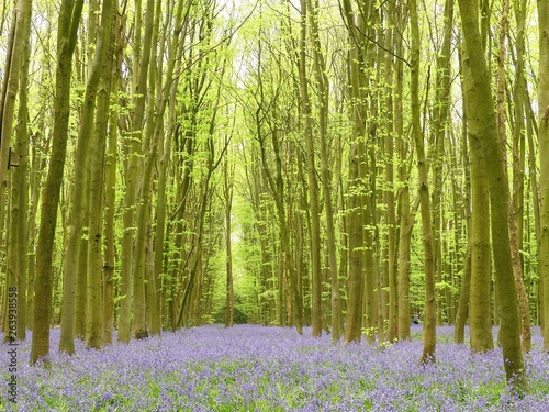 Bluebells in Philipshill Wood, Chorleywood, Hertfordshire, England, UK