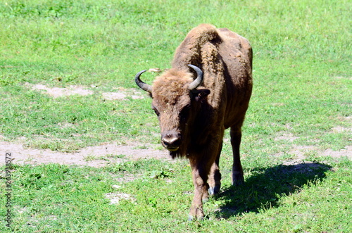 European bison in Wolisko, Mazurian Region in Poland.