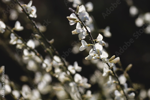 Detail of retama white flowers photo