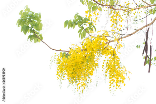 Golden shower tree (Cassia fistula) isolated on white background. photo