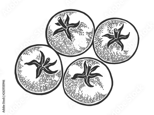Tomato plant sketch engraving vector illustration. Scratch board style imitation. Hand drawn image.