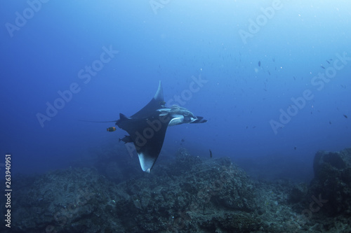 giant oceanic manta ray, manta birostris