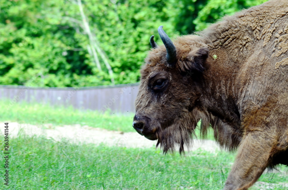 European bison in Wolisko, Mazurian Region in Poland. European bison in Wolisko, Mazurian Region in Poland.