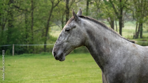 close up of head of horse gazing in the meadow