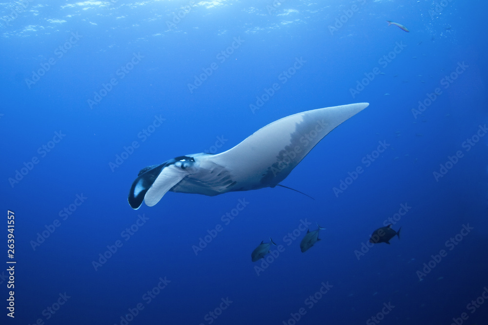 Obraz premium giant oceanic manta ray, manta birostris