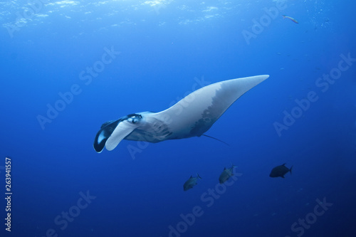 giant oceanic manta ray, manta birostris © prochym