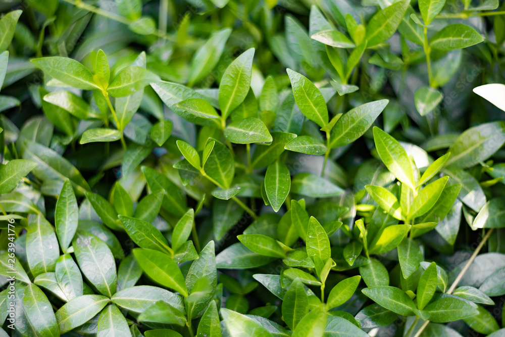 Growing plant vinca minor Growing plant vinca minor