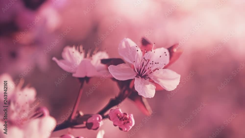 Spring blooming flowers. Springtime Spring blooming flowers. Springtime