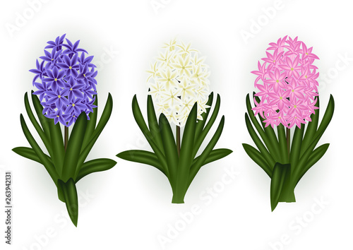 Hyacinth flower set