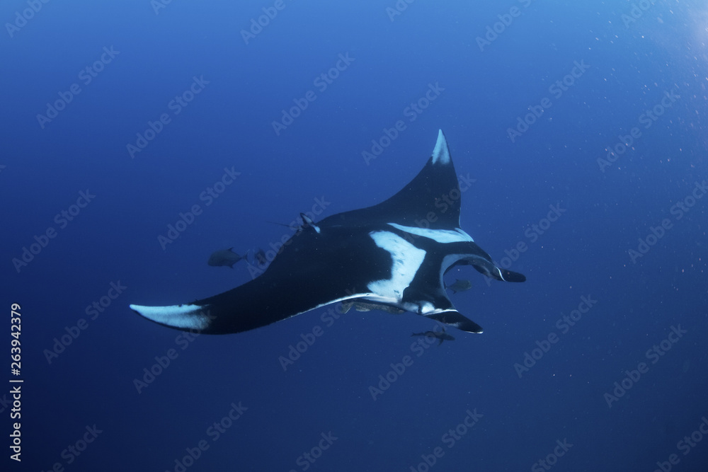 giant oceanic manta ray, manta birostris - obrazy, fototapety, plakaty 