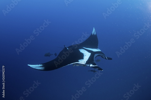 Fototapeta giant oceanic manta ray, manta birostris