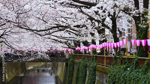 Cherry blossom festival in full bloom at Meguro River. Meguro River is one of the best place to enjoy it, Tokyo, Japan