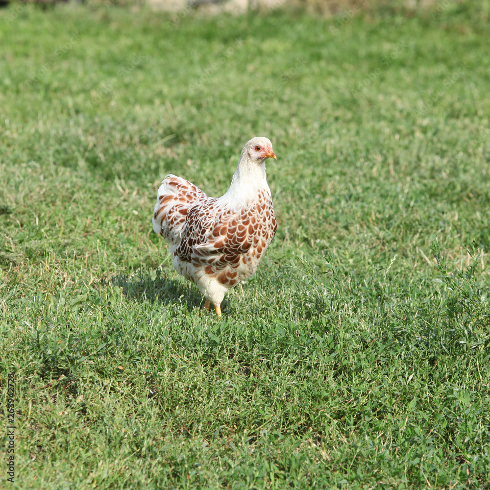 Fototapeta premium Nice hen moving in the garden