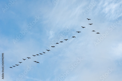 Canada Geese migrating in formation