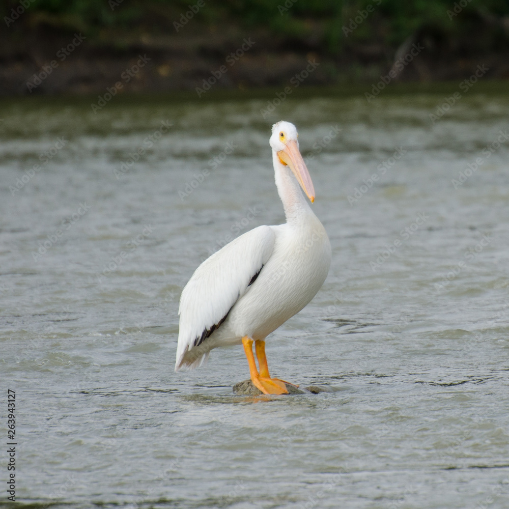Pelican standing on a rock in the middle of the Assiniboine River Pelican standing on a rock in the middle of the Assiniboine River