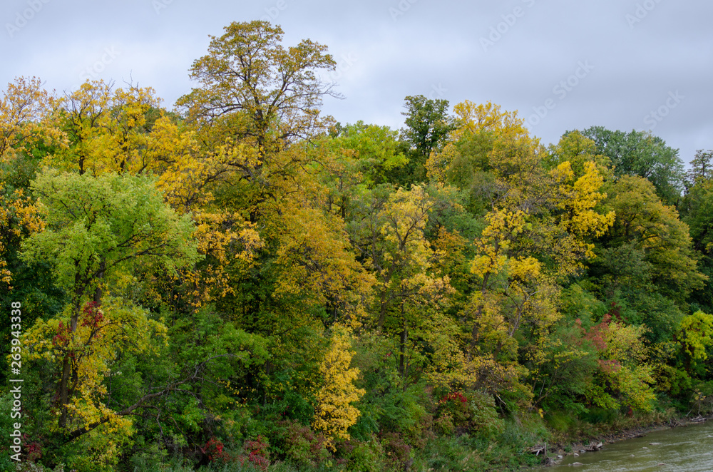 Riverbank trees covered in green and yellow leaves
