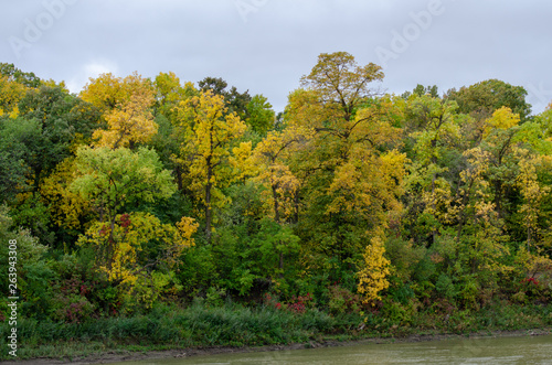 Riverbank trees covered in green and yellow leaves