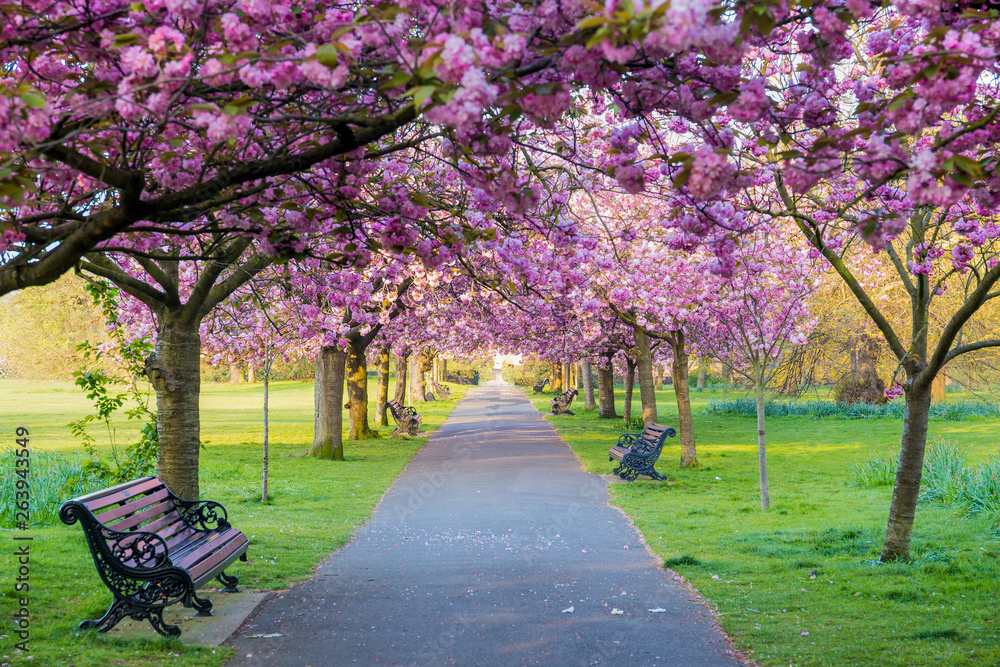 Naklejka premium Benches on a path with green grass and cherry blossom or sakura flower.