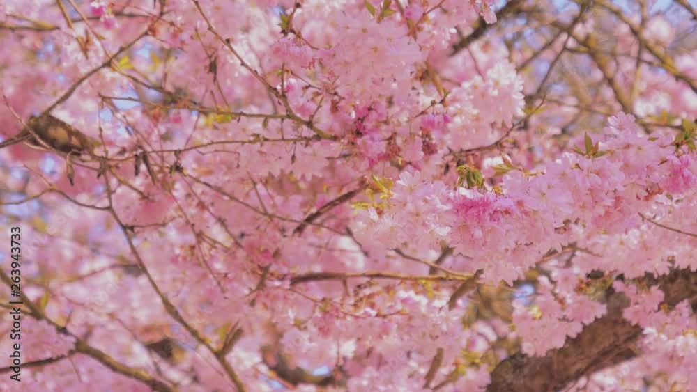 Spring blooming flower trees, bees over flowers. Springtime Spring blooming flower trees, bees over flowers. Springtime