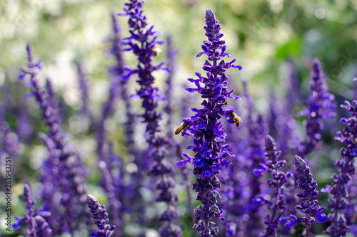 Honey bees searching for pollen on Purple Caradonna sage flowers