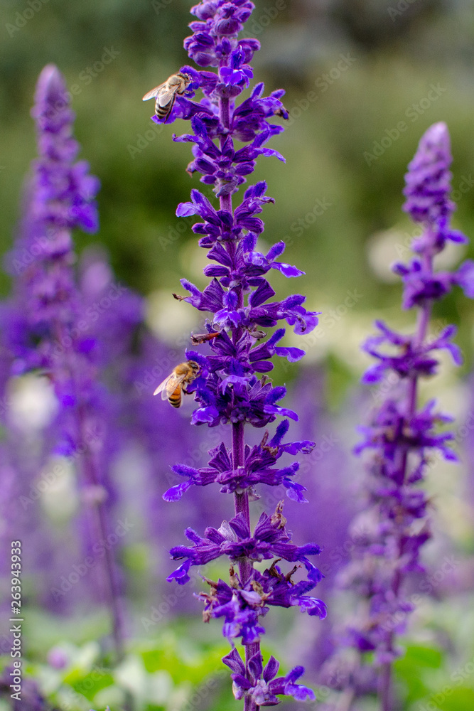 Naklejka premium Honey bees searching for pollen on Purple Caradonna sage flowers