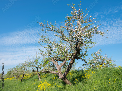 blossoming apple trees under blue sky along dike in holland near geldermalsen in dutch betuwe