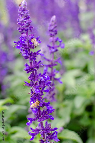 Honey bees searching for pollen on Purple Caradonna sage flowers
