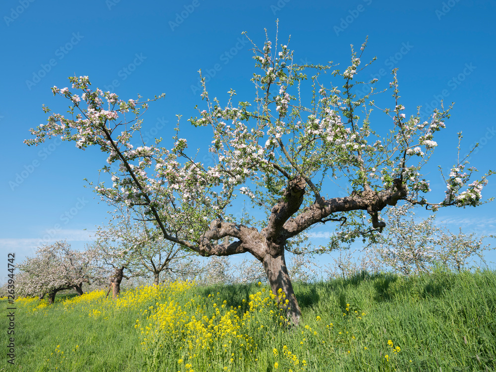 blossoming apple trees under blue sky along dike in holland near geldermalsen in dutch betuwe blossoming apple trees under blue sky along dike in holland near geldermalsen in dutch betuwe