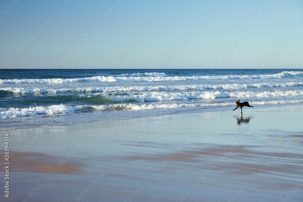 The dog runs along the shore