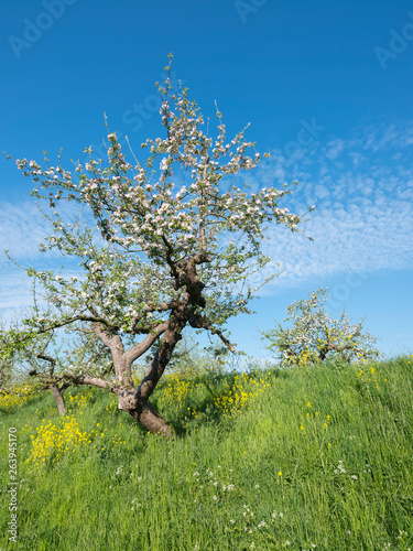 blossoming apple trees under blue sky along dike in holland near geldermalsen in dutch betuwe photo