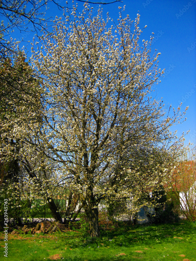 Kirschblüte in Niederösterreich