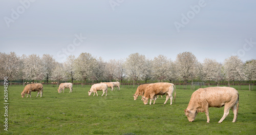 blonde d'aquitaine cows in spring landscape with blossoming trees near utrecht in holland