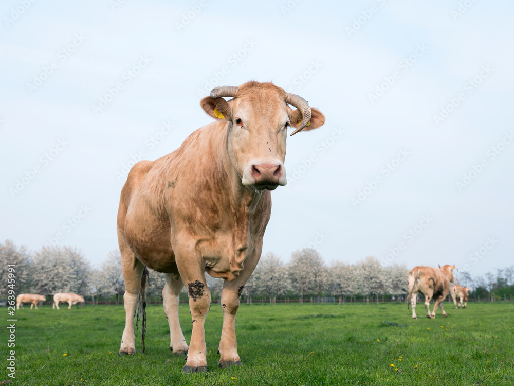 blonde d'aquitaine cows in spring landscape with blossoming trees near utrecht in holland