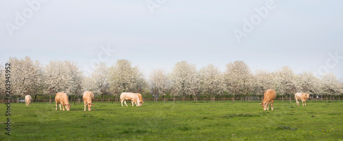 blonde d'aquitaine cows in spring landscape with blossoming trees near utrecht in holland