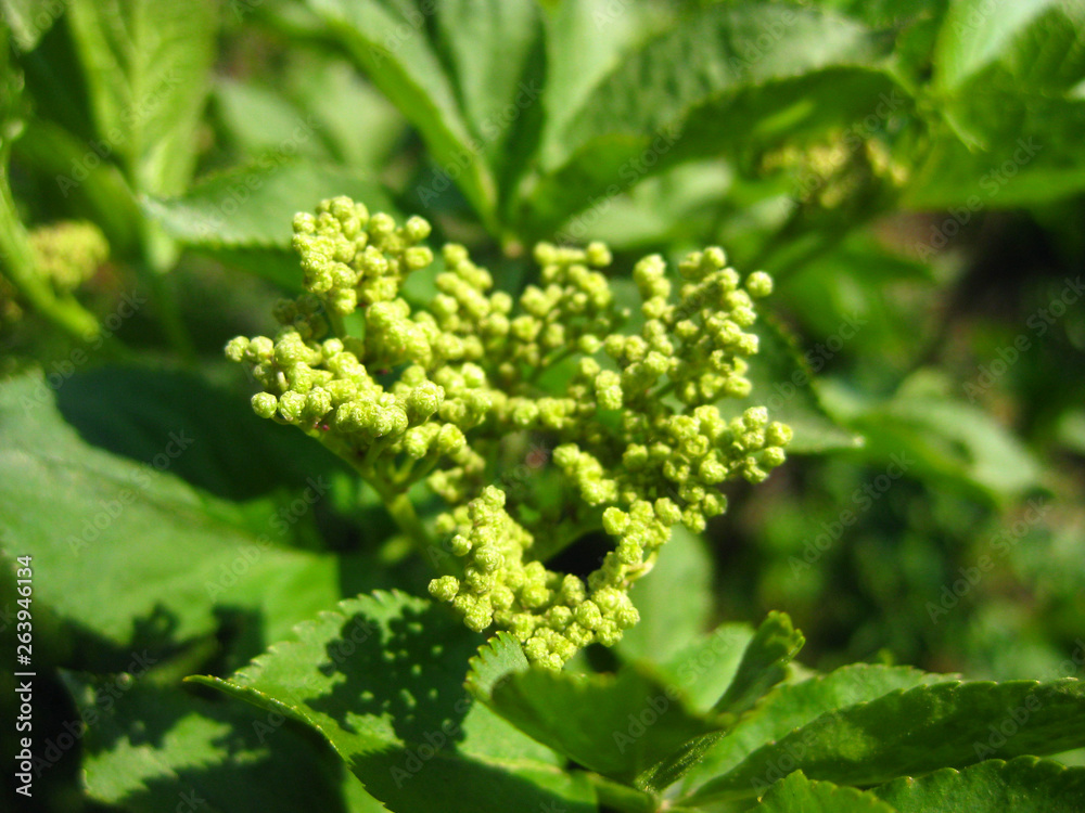 Knospen der Holunder-Blüte im Frühling Knospen der Holunder-Blüte im Frühling