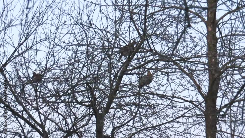 Static wide shot of tree Patridges, Perdix perdix, sitting on a tree, searching for food, on a cloudyday, in Canada Static wide shot of tree Patridges, Perdix perdix, sitting on a tree, searching for food, on a cloudyday, in Canada