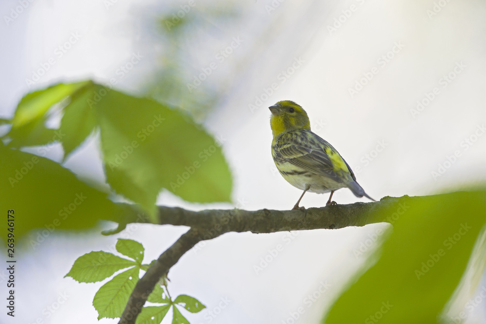 Obraz premium An adult european serin (Serinus serinus) perched on a tree branch in a city park of Berlin.In a tree with yellow leafs.