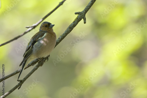 An adult male common chaffinch (Fringilla coelebs) perched on a tree branch in a city park of Berlin.In a tree with yellow and green leafs.