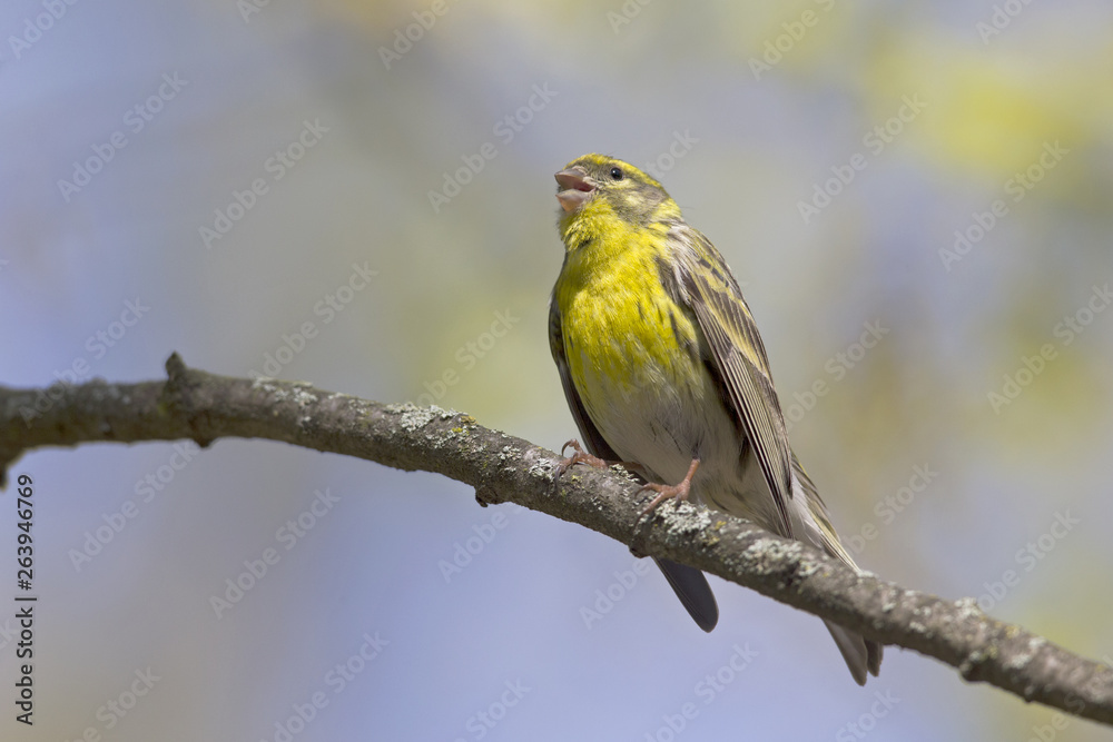 Fototapeta premium An adult european serin (Serinus serinus) perched on a tree branch in a city park of Berlin.In a tree with yellow leafs.