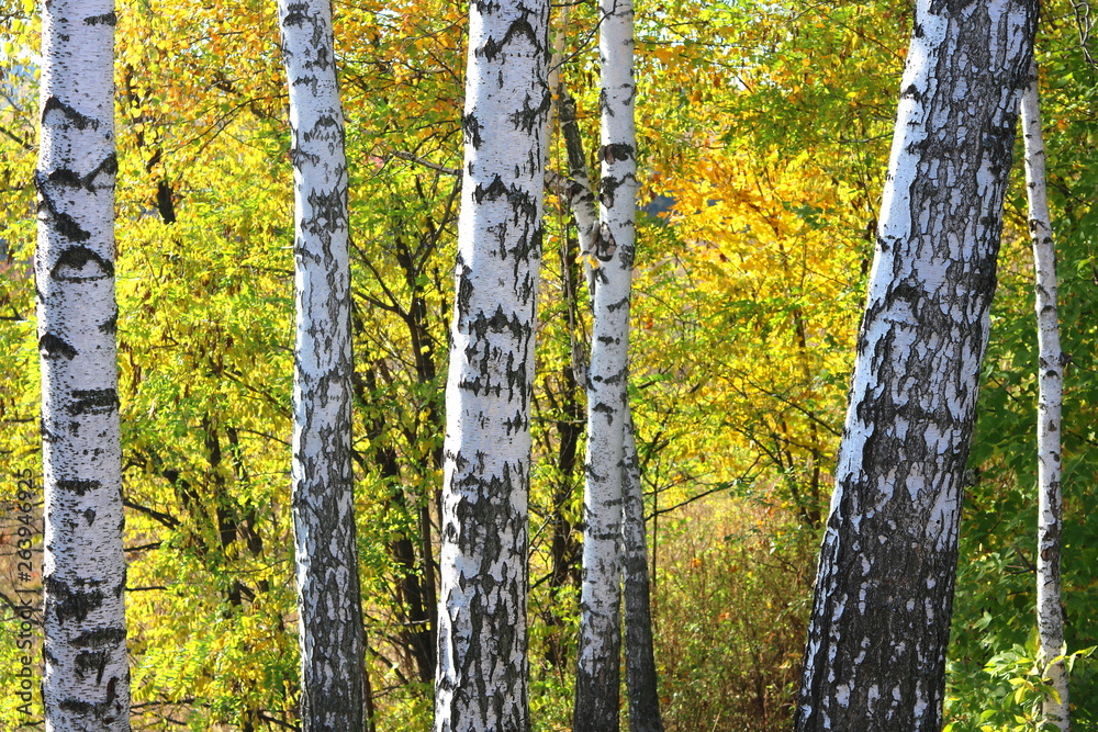 Obraz premium beautiful scene with birches in in october among other birches in birch grove