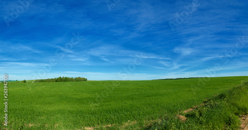 Blue sky and green field © Aleksey