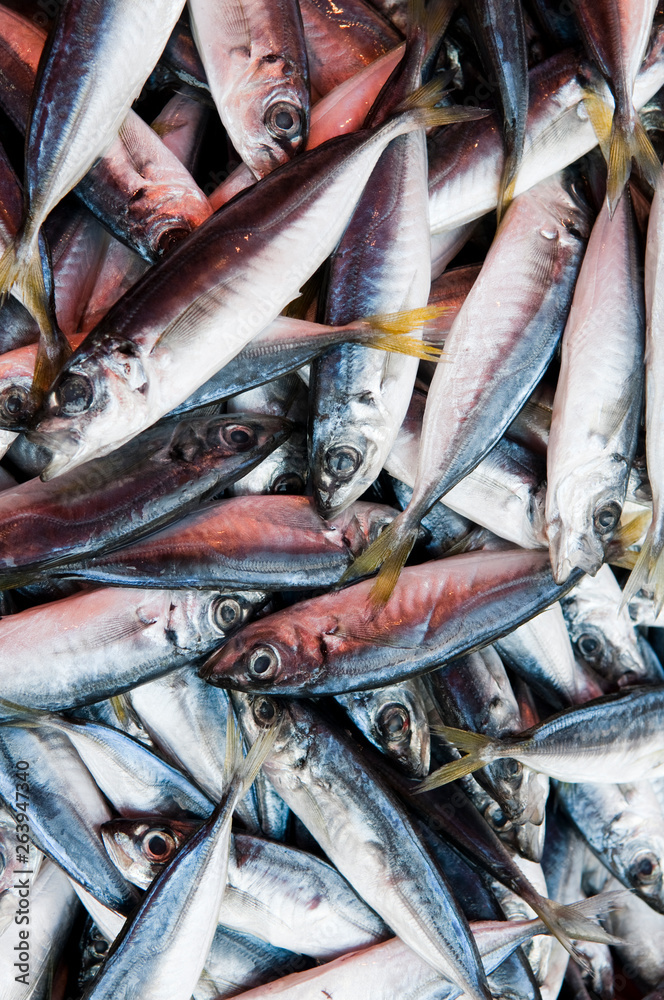 Obraz premium Fish
