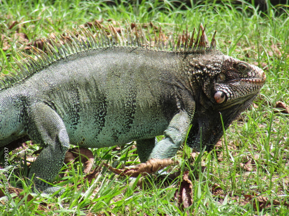 Obraz premium lizard