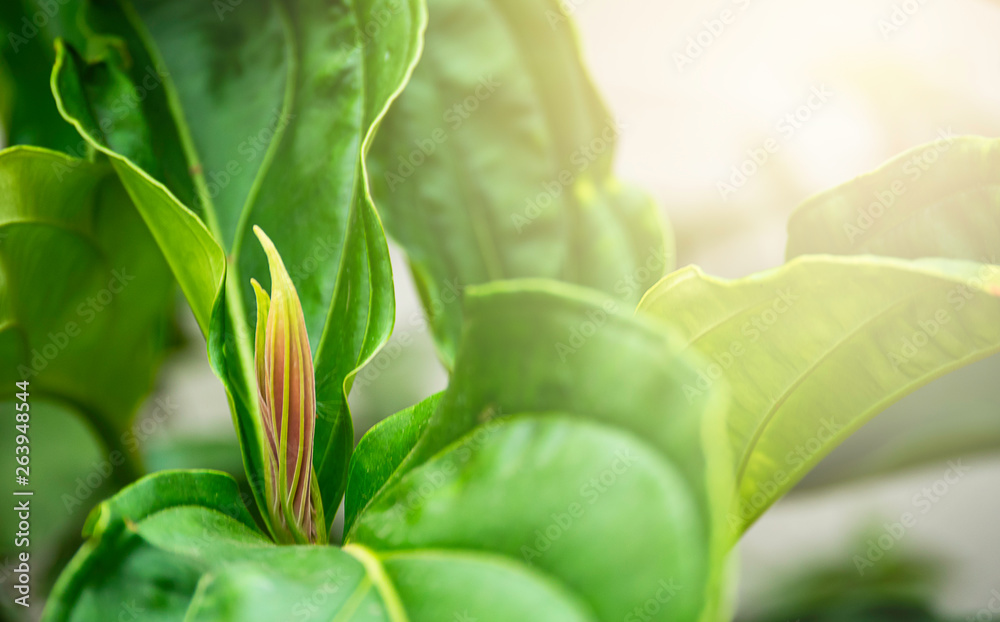 Fototapeta premium Soft focus closeup nature of green leaf with sunlight in garden