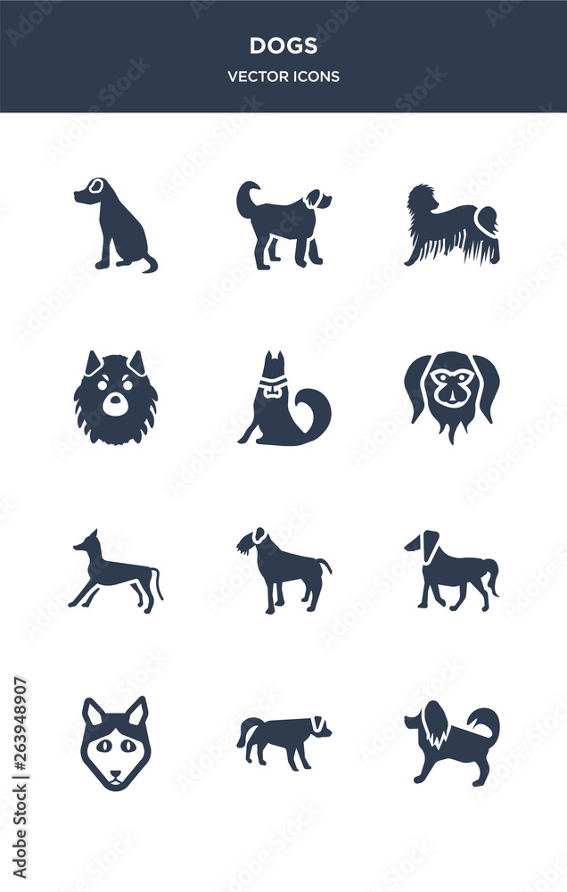 12 dogs vector icons such as havanese dog, hovawart dog, husky dog, irish setter irish terrier contains italian greyhound japanese chin jindo keeshond komondor labradoodle icons