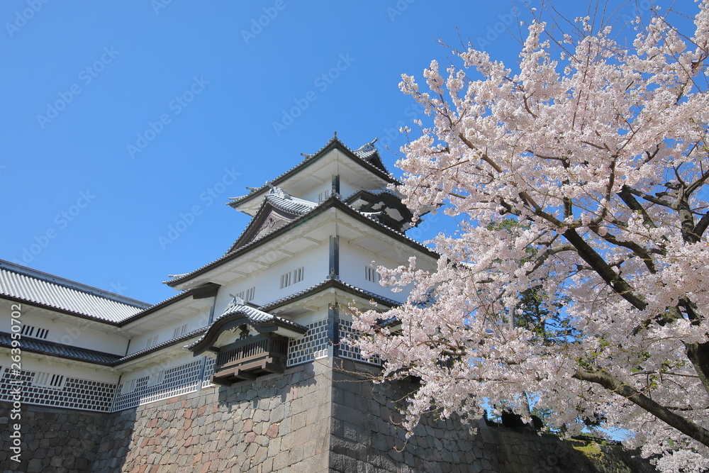 Kanazawa old castle cherry blossom tree Japan Kanazawa old castle cherry blossom tree Japan