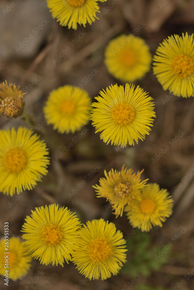 yellow spring flowers tussilágo in the forest yellow spring flowers tussilágo in the forest